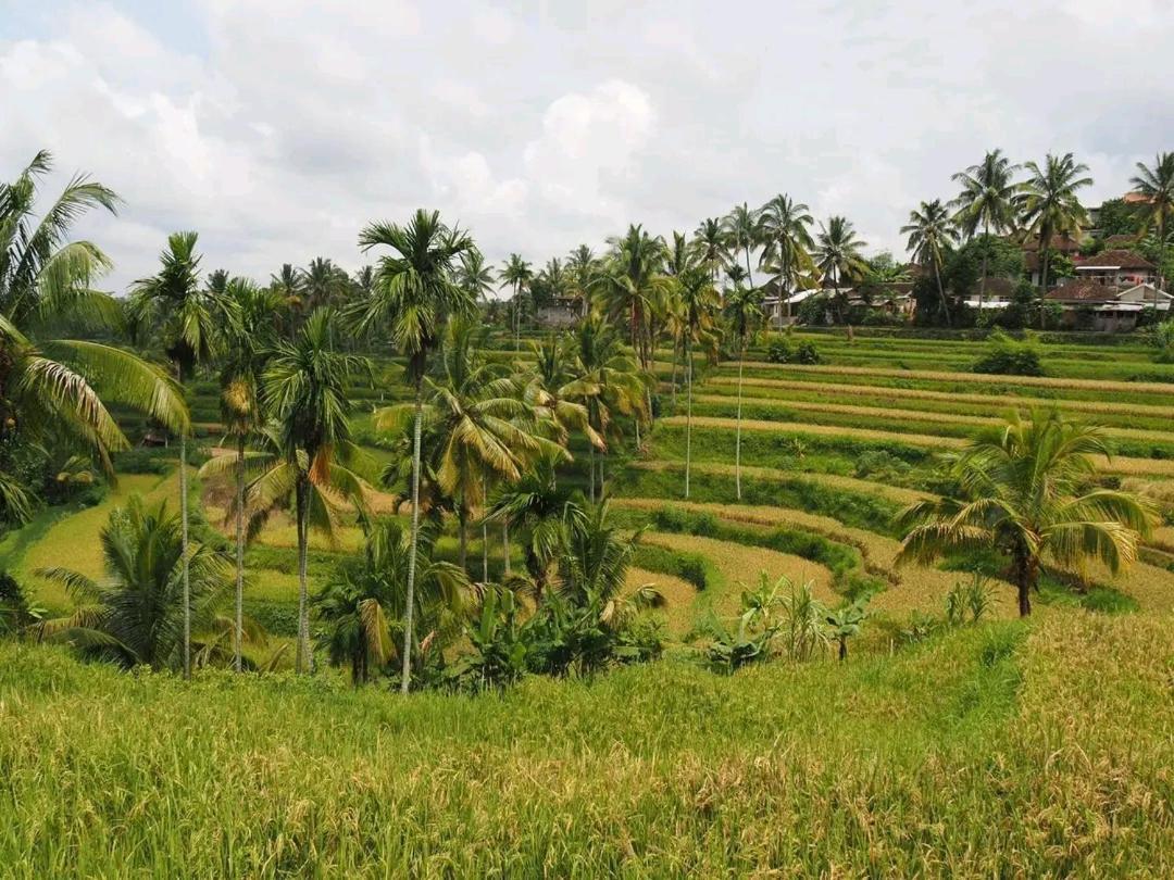 Tereng Wilis Bungalows Tetebatu Exterior foto